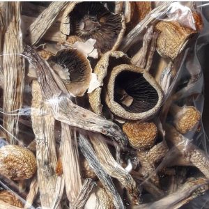 Die Penis-Neid-Pilze | Pilze